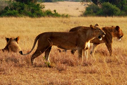 18 days uganda wildlife