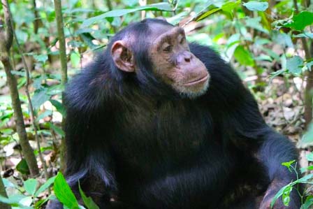 5 days gorillas & chimps