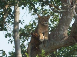 Tree Climbing lioness in ishasha.