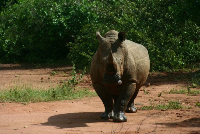 Rhino tracking uganda - Best Day tours and activities from Kampala