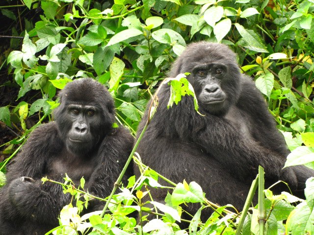 Gorillas in Bwindi - Best Day tours and activities from Kampala
