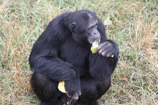 A chimp at the Island - Best Day tours and activities from Kampala