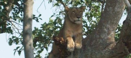 Tree lioness of Ishasha Plains - Best Day tours and activities from Kampala