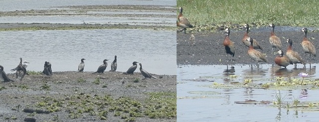 birds on mudflats in Makanaga Swamp - shoebill birding