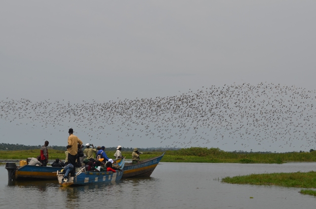 Shoebill Birding at Makanaga Bay Swamp - Lake Victoria