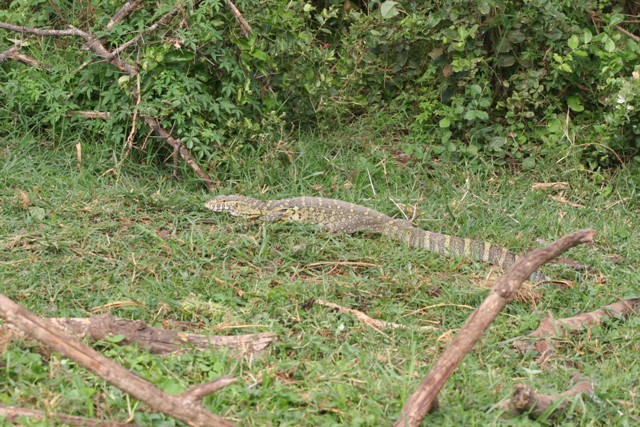 Monitor Lizards are a common sight along the Kazinga Channel