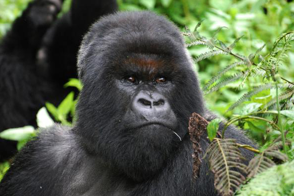 Cantsbee, Famous Dian Fossey’s Gorilla dies.