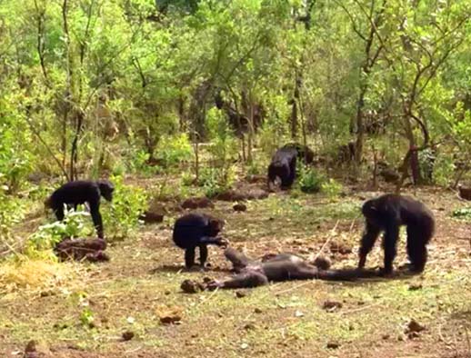 How violent Chimanzees are ? - African Adventure Travellers