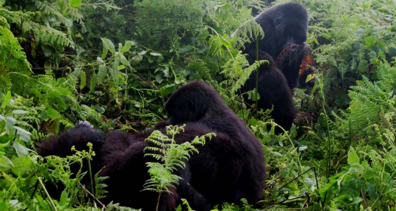 increasing-prices-rwanda-gorilla-tracking-permits