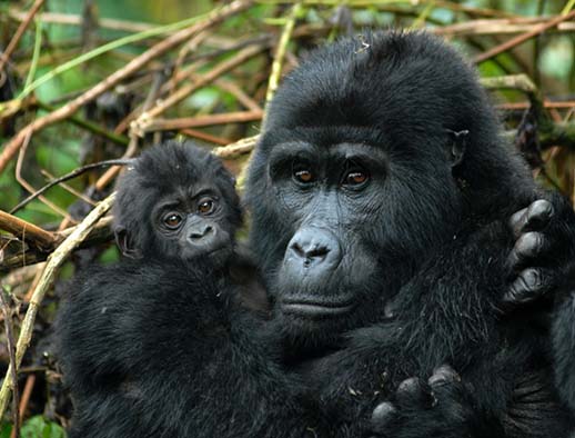 Two bouncing baby gorillas-born-in-one-week bwindi impenetrable national park