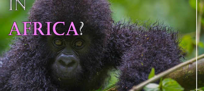 Where to See Gorillas in Africa?