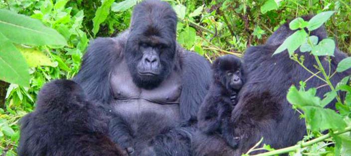 1 Day Gorilla tracking Bwindi Impenetrable National Park