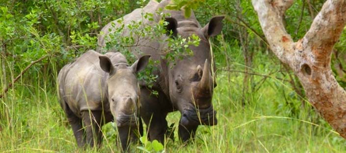 1 Day Rhino Tracking Tour at Ziwa Rhino Sanctuary