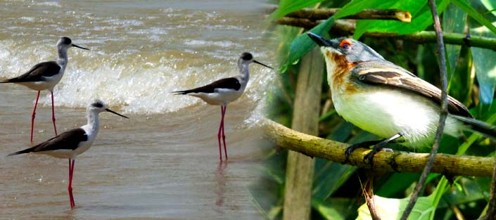 11 Days Birding Uganda safari and Wildlife Adventures