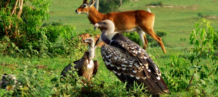 11 Days Birding Uganda safari and Wildlife Adventures