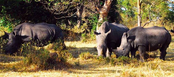 11 Days Uganda safari - Best of Uganda Wildlife tour
