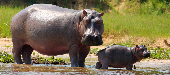 11 Days Uganda safari - Best of Uganda Wildlife tour