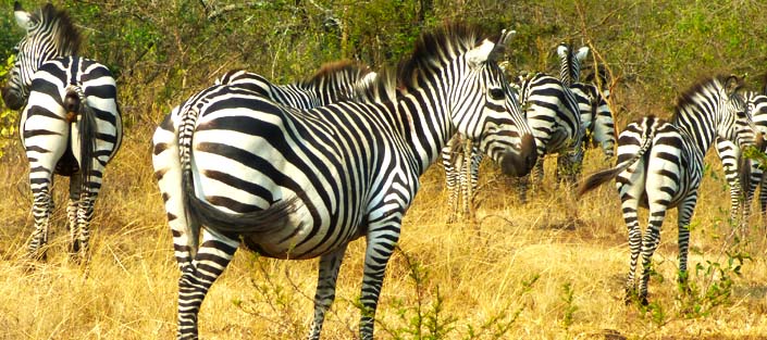12 days Uganda wildlife tour safari - Uganda tourist attractions