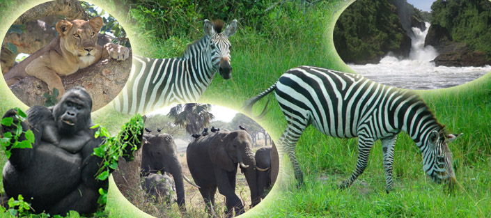 18 Days Uganda wildlife safari to Uganda's Top Tourist Destinations