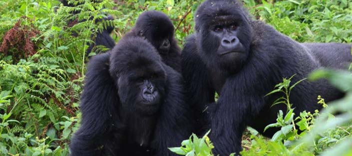 2 Days Gorilla tracking Bwindi