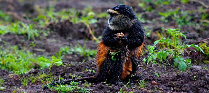 2 Days Golden Monkey tracking rwanda safari in the volcanoes national park