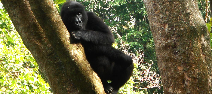 2 Days Gorilla Tracking Congo in the Virunga National Park