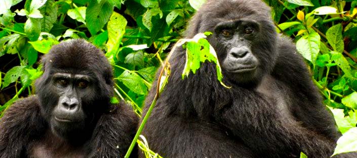 2 Days Gorilla Tracking Rwanda tour to Volcanoes National Park