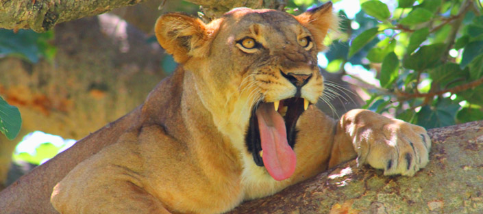 2 Days Queen Elizabeth Safari trip to Queen Elizabeth National Park