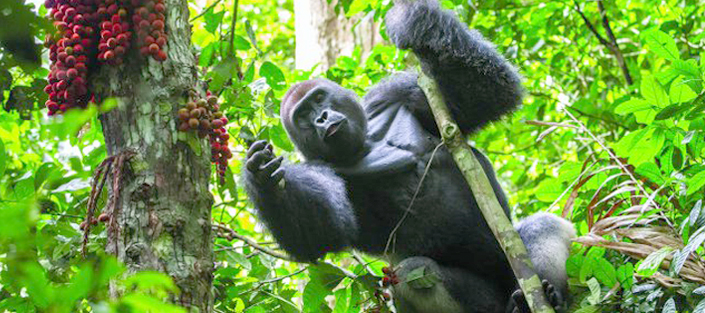 3 Days Gorilla Tracking Bwindi and Lake Bunyonyi safari