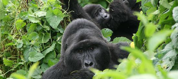 3 Days Gorilla Tracking Bwindi safari: budget Uganda gorilla tour - 3 days gorilla tracking bwindi forest safari in Uganda - 3 days gorilla trekking bwindi forest tour in Uganda