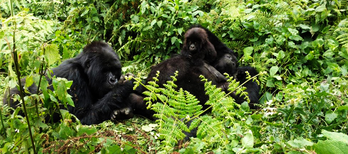 3 Days Gorilla habituation experience in Bwindi Impenetrable national park