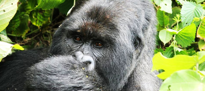 3 Days Gorilla Tracking from Kigali to Bwindi Impenetrable Forest