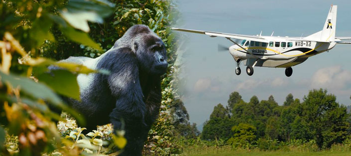 33 Days Luxury Gorilla Flying Safari to the home of Mountain Gorillas