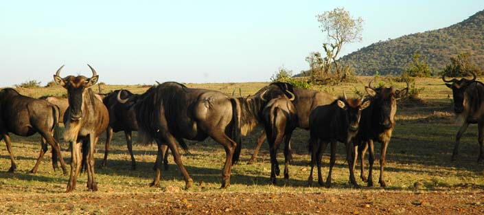 3 Days Masai Mara wildlife safari - Masai Mara National Reserve-Kenya