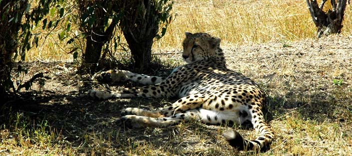 3 days Masai Mara wildlife safari