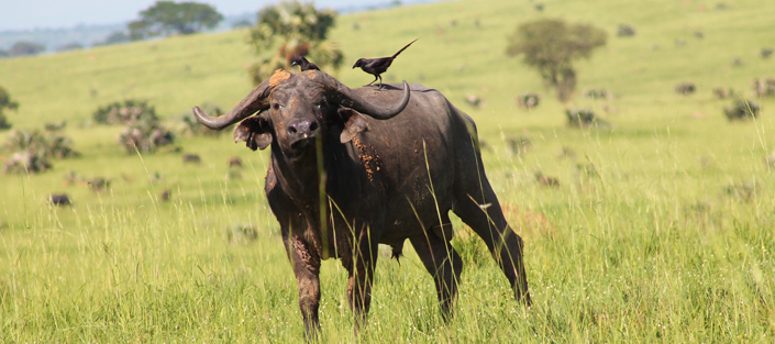 33 Days Luxury Gorilla Flying Safari to the home of Mountain Gorillas