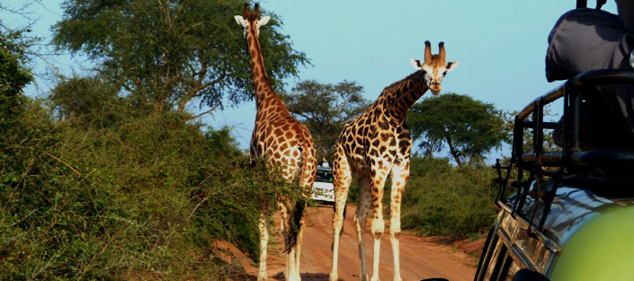 Rothschild's giraffes in the Murchison Falls National Park.