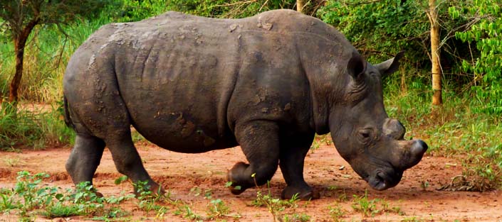 3 Days Murchison Falls safari with Rhinos and Chimpanzee tour