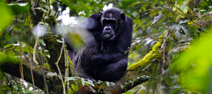 3 Days Nyungwe Forest Safari with Chimpanzee tracking