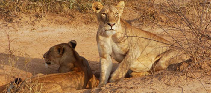 3 Days Lake Mburo and Queen Elizabeth National Parks - Safari Trip