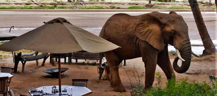 3 Days Samburu flying safari - Elephant bedroom camp flying tour