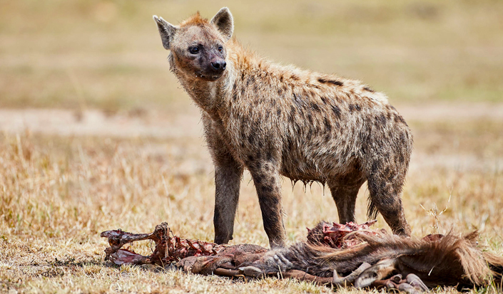 Game Viewing Experience - 3 Days Serengeti National Park Safari