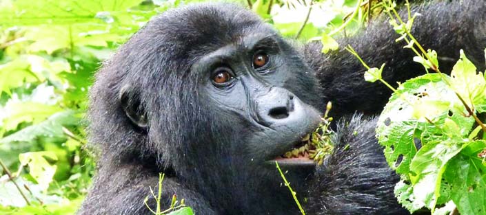 4 Days Gorillas and Chimpanzee tracking safari - Primates tour