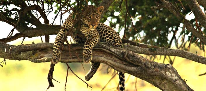 4 Days Kidepo wildlife safari - Roads Safari or Flying Safari Uganda