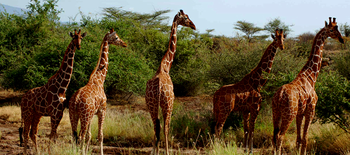 5 Days Amboseli and Tsavo wildlife safari for game viewing