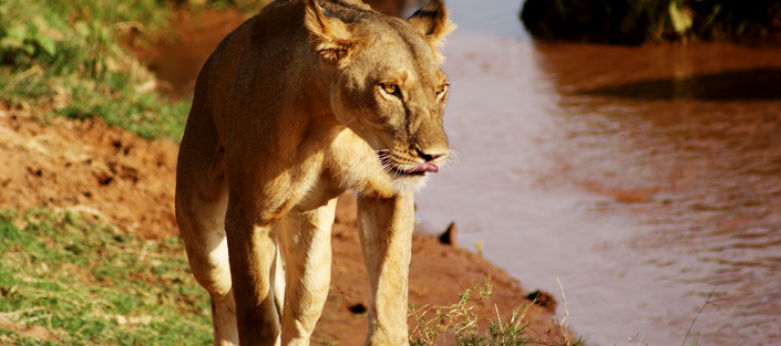 5 Days Amboseli and Tsavo wildlife safari for game viewing