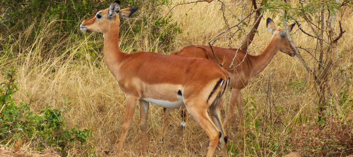 5 Days Kidepo safari - Wildlife tour to Kidepo Valley National Park