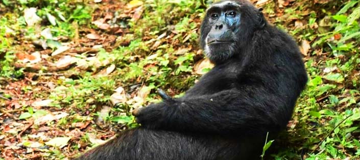 6 days wildlife and Chimpanzee tour - Murchison Falls, Kibale Forest and Queen Elizabeth national parks