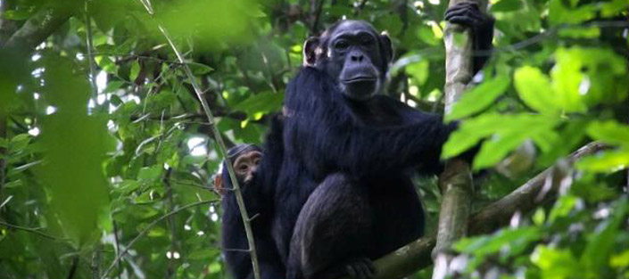 8 Days Uganda safari for chimpanzees and wildlife tour