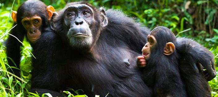 8 Days Uganda tour, primates and wildlife safari - Top destinations